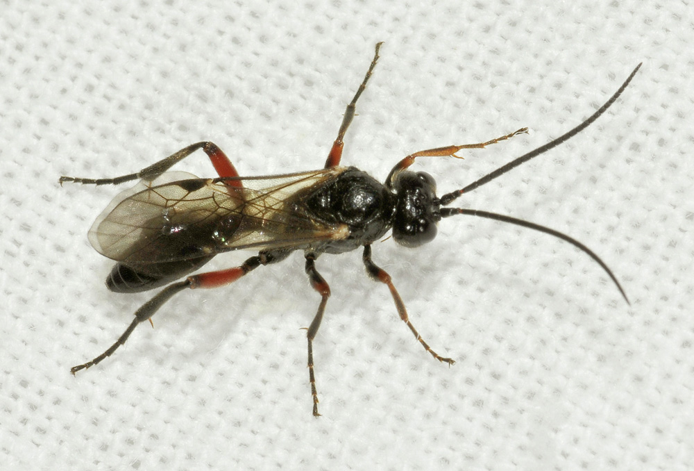 Ichneumonidae da identificare: sottofam. Cryptinae